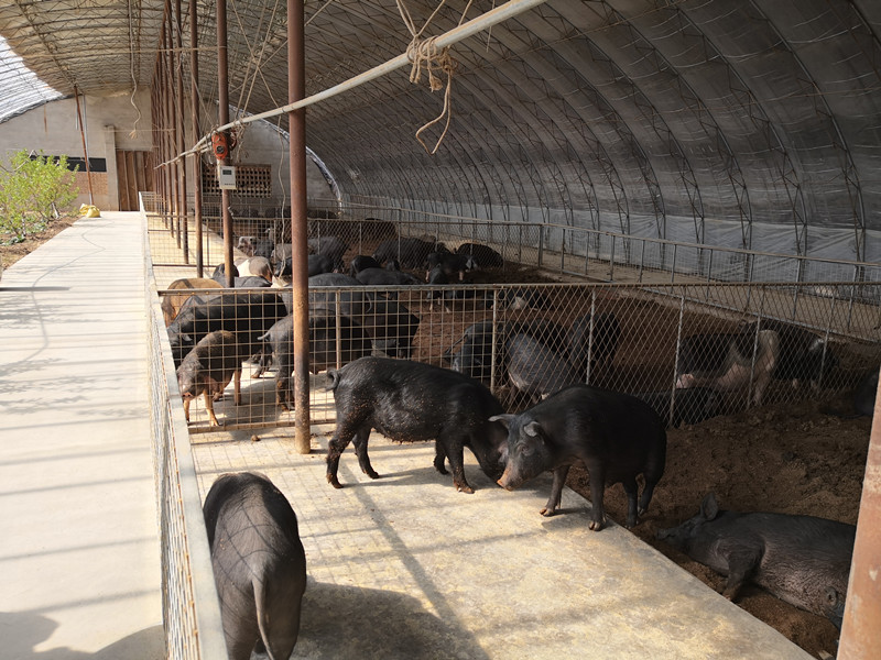 1588238212174395.jpg 内蒙养猪.jpg