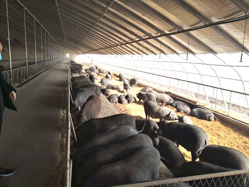 1588242150290546.jpg 内蒙猪1_副本.jpg